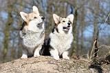 CORGI PEMBROKE 543